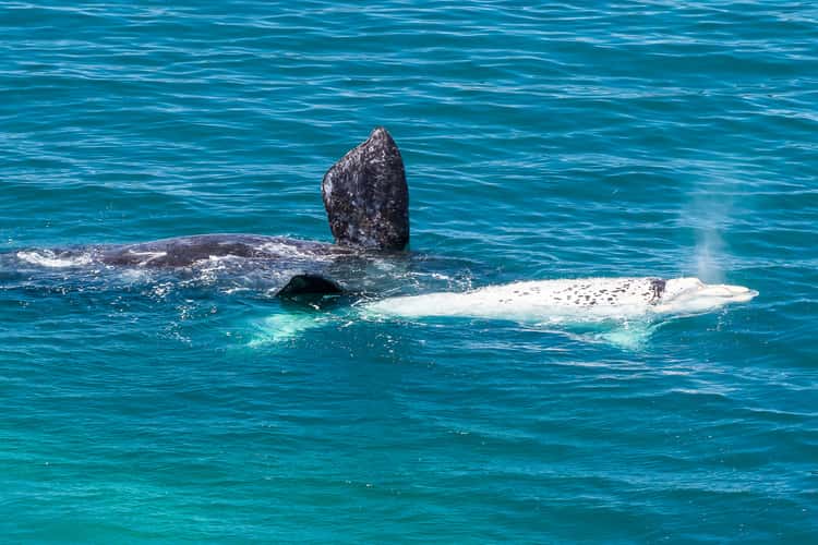 Punta Flecha Whale Watching