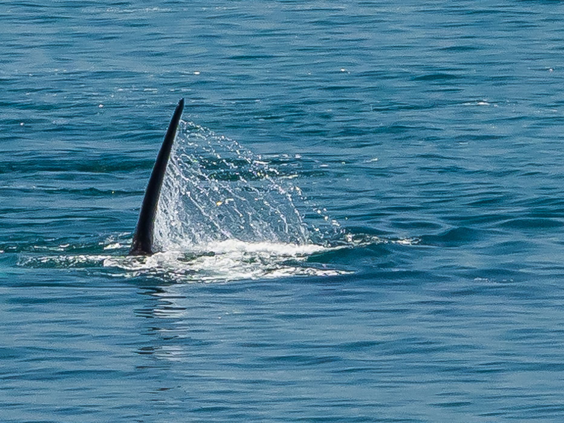Punta Flecha Whale Watching, Argentina