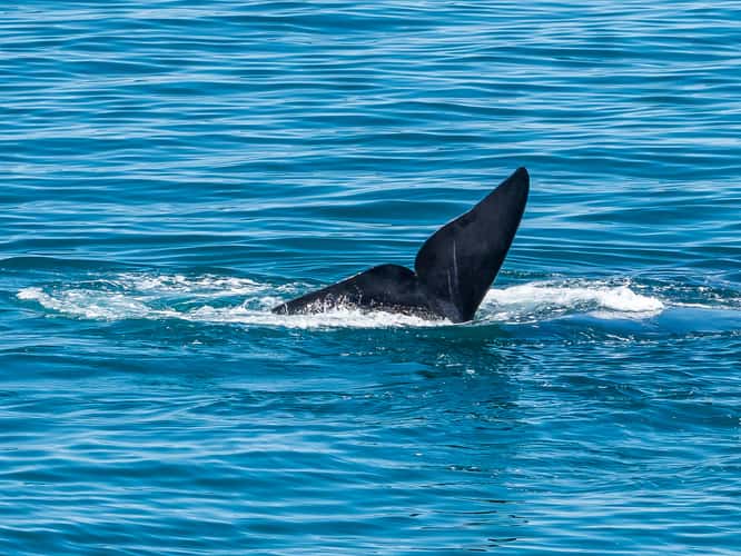 Punta Flecha Whale Watching