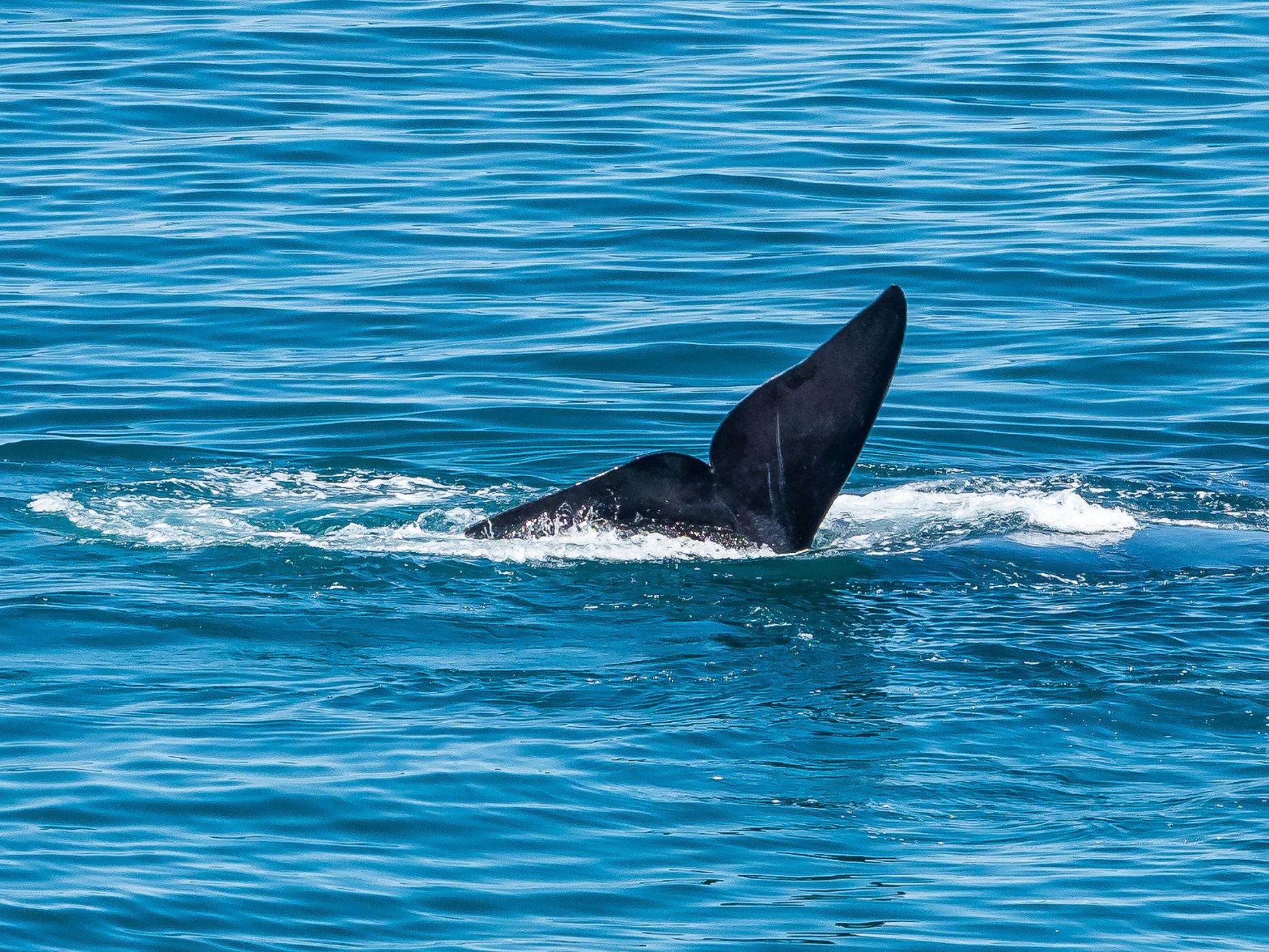 Punta Flecha Whale Watching, Argentina