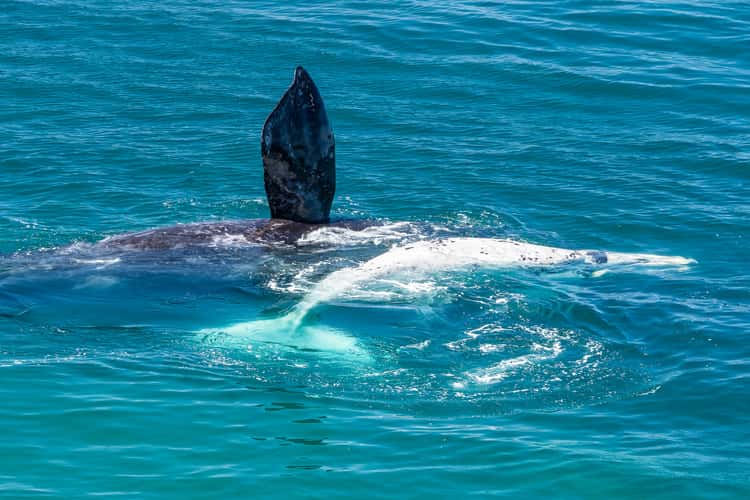 Punta Flecha Whale Watching