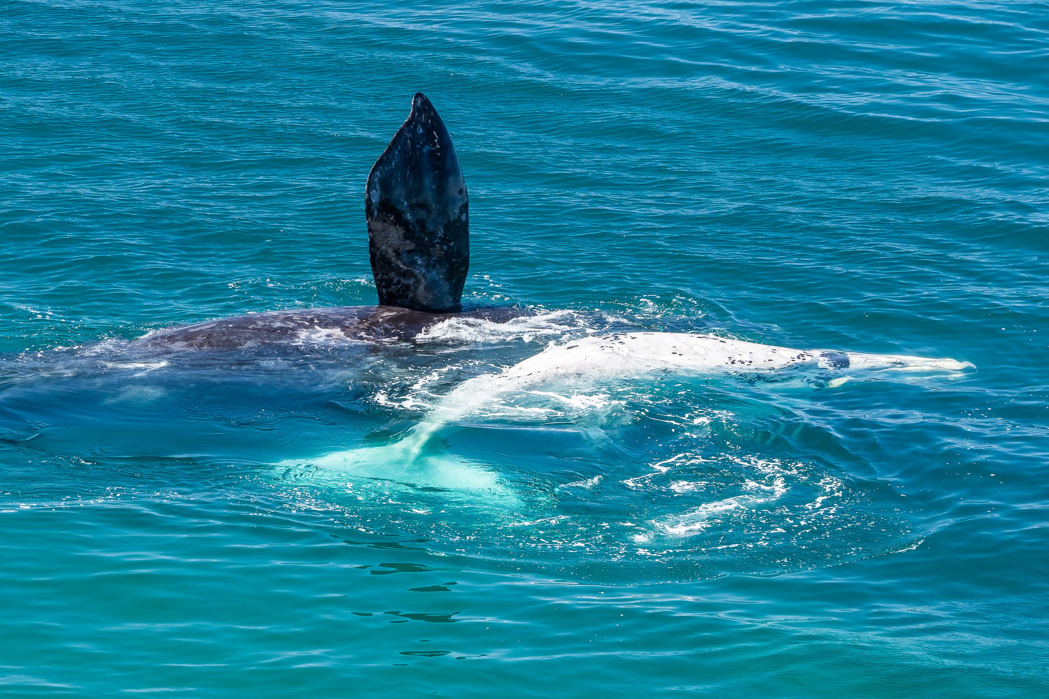 Punta Flecha Whale Watching, Argentina