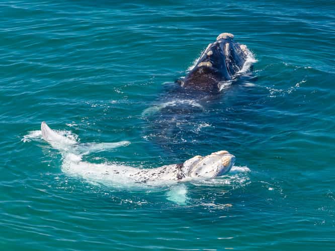 Punta Flecha Whale Watching