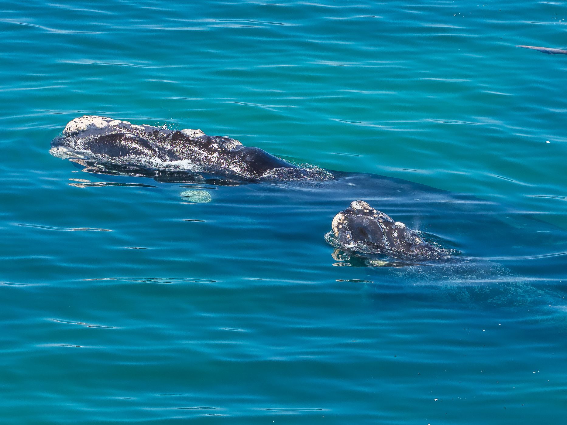 Punta Flecha Whale Watching, Argentina