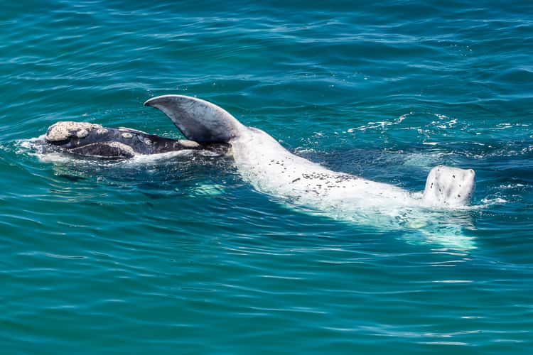 Punta Flecha Whale Watching