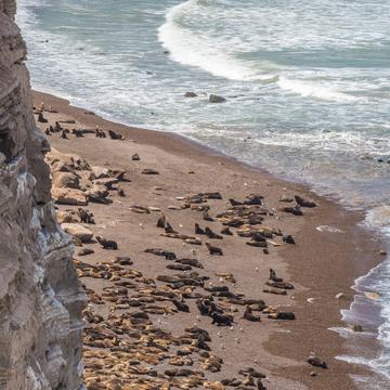 Sea Lions at Punta Bermeja, Argentina