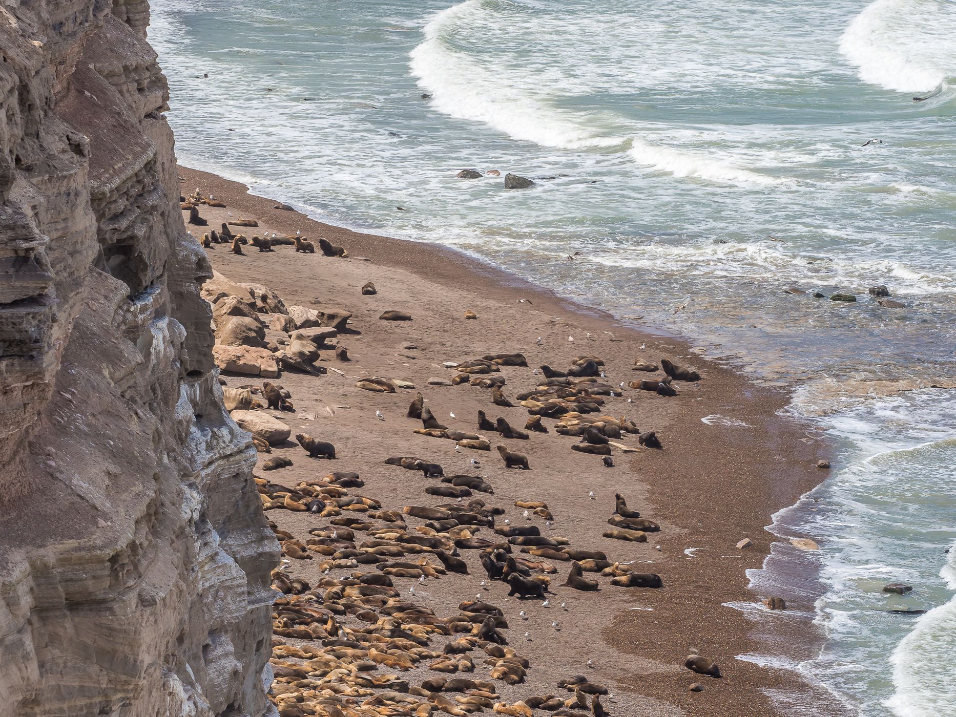 Sea Lions at Punta Bermeja, Argentina