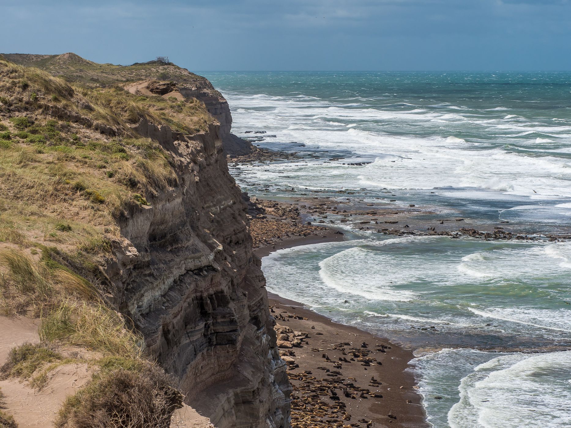 Sea Lions at Punta Bermeja, Argentina