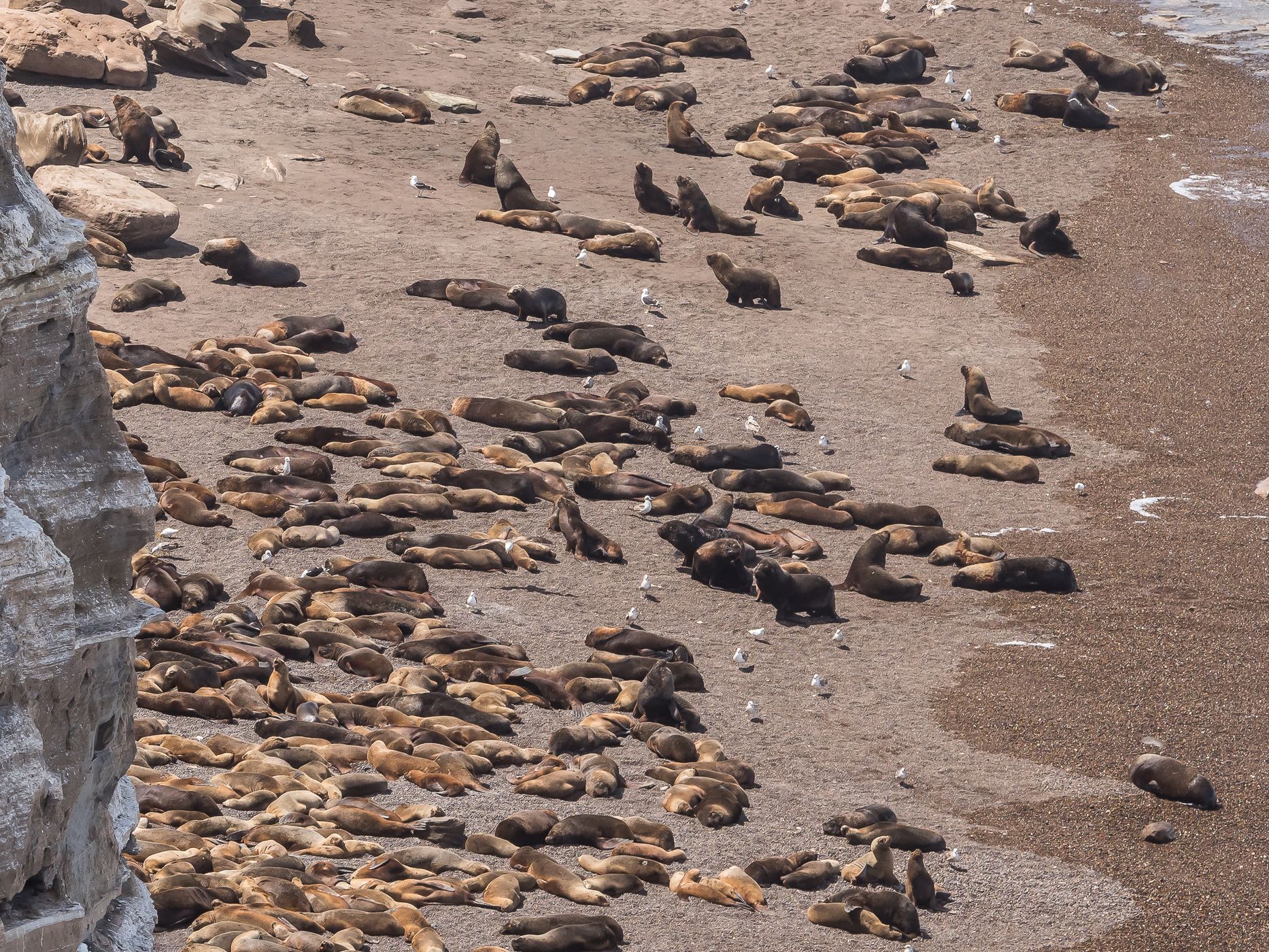 Sea Lions at Punta Bermeja, Argentina