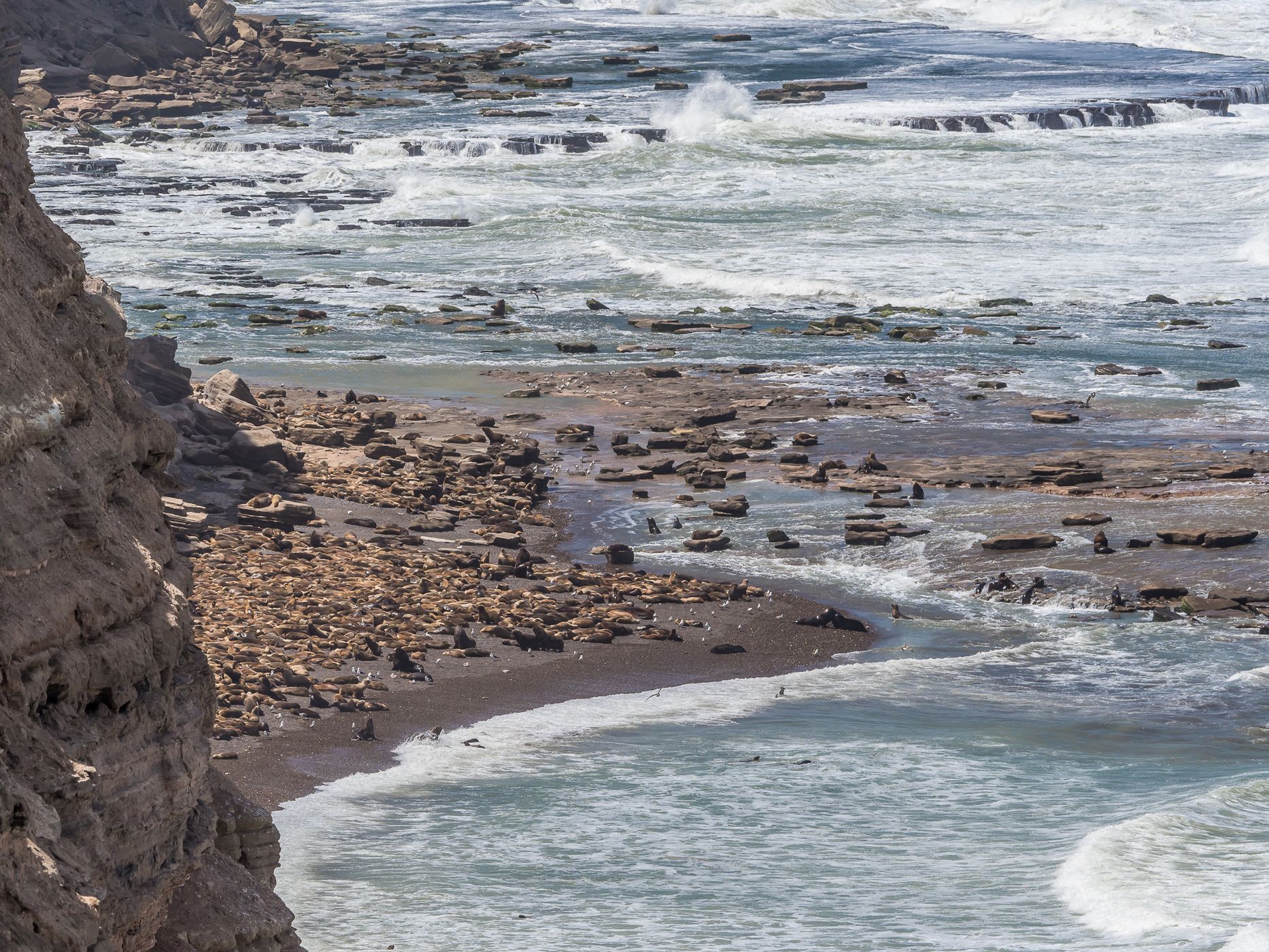 Sea Lions at Punta Bermeja, Argentina