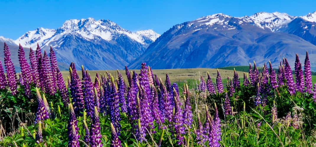 Spring on Godley Peaks Road, Tekapo