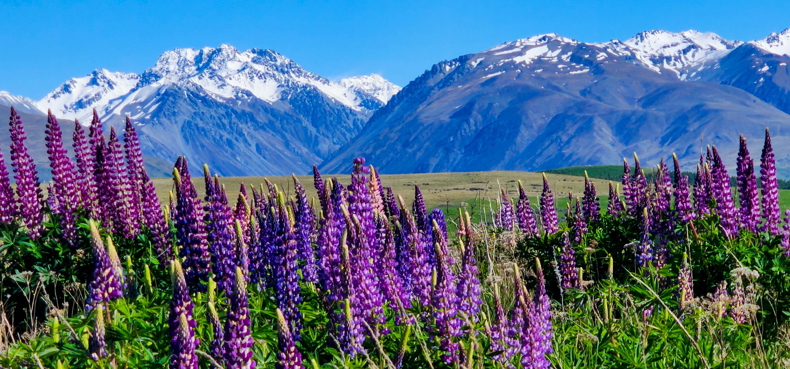 Spring on Godley Peaks Road, Tekapo, New Zealand