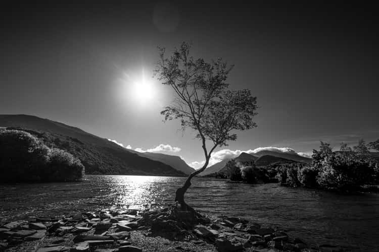 Lonely Tree Llanberis