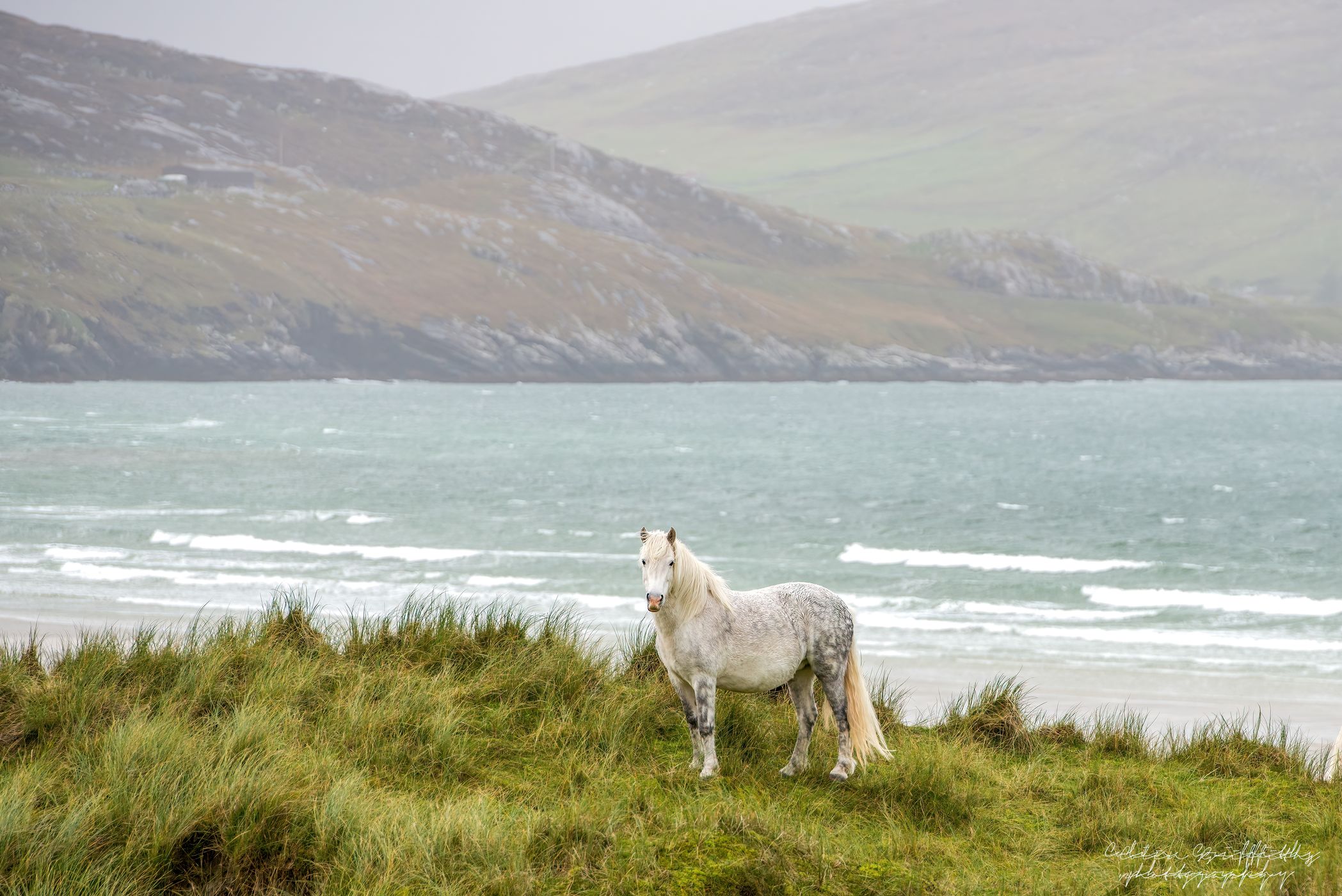 The White horse of Luskentyre, United Kingdom