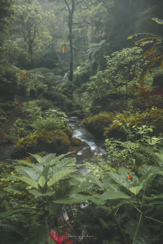 Wanagiri Pucak Manik Waterfall