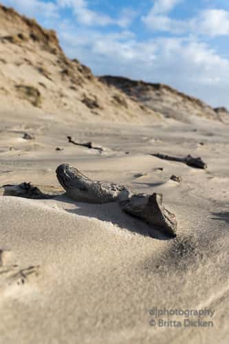 Dunes at Sondervig