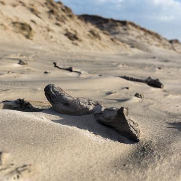 Dunes at Sondervig, Denmark