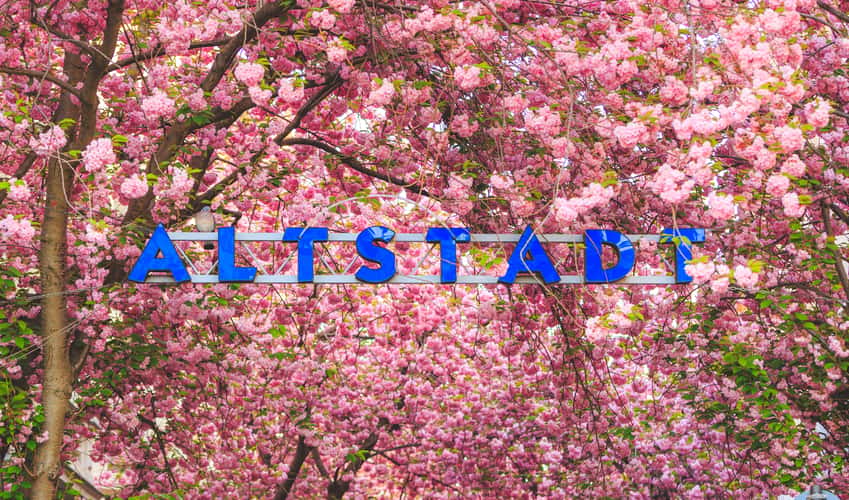 'Altstadt' cherry trees, Bonn