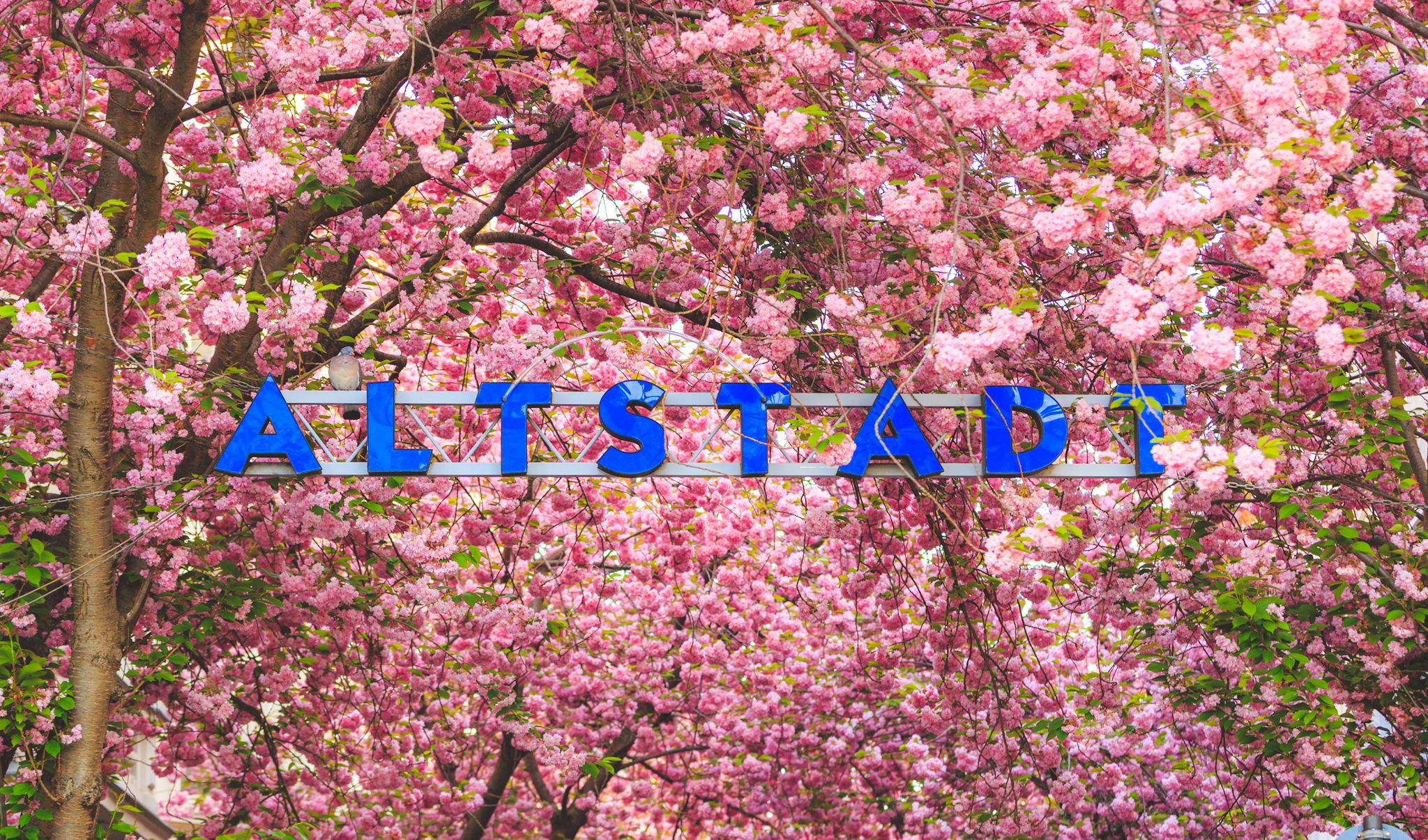 'Altstadt' cherry trees, Bonn, Germany