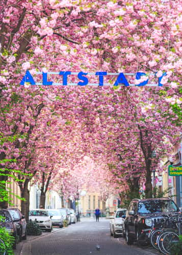 'Altstadt' cherry trees, Bonn