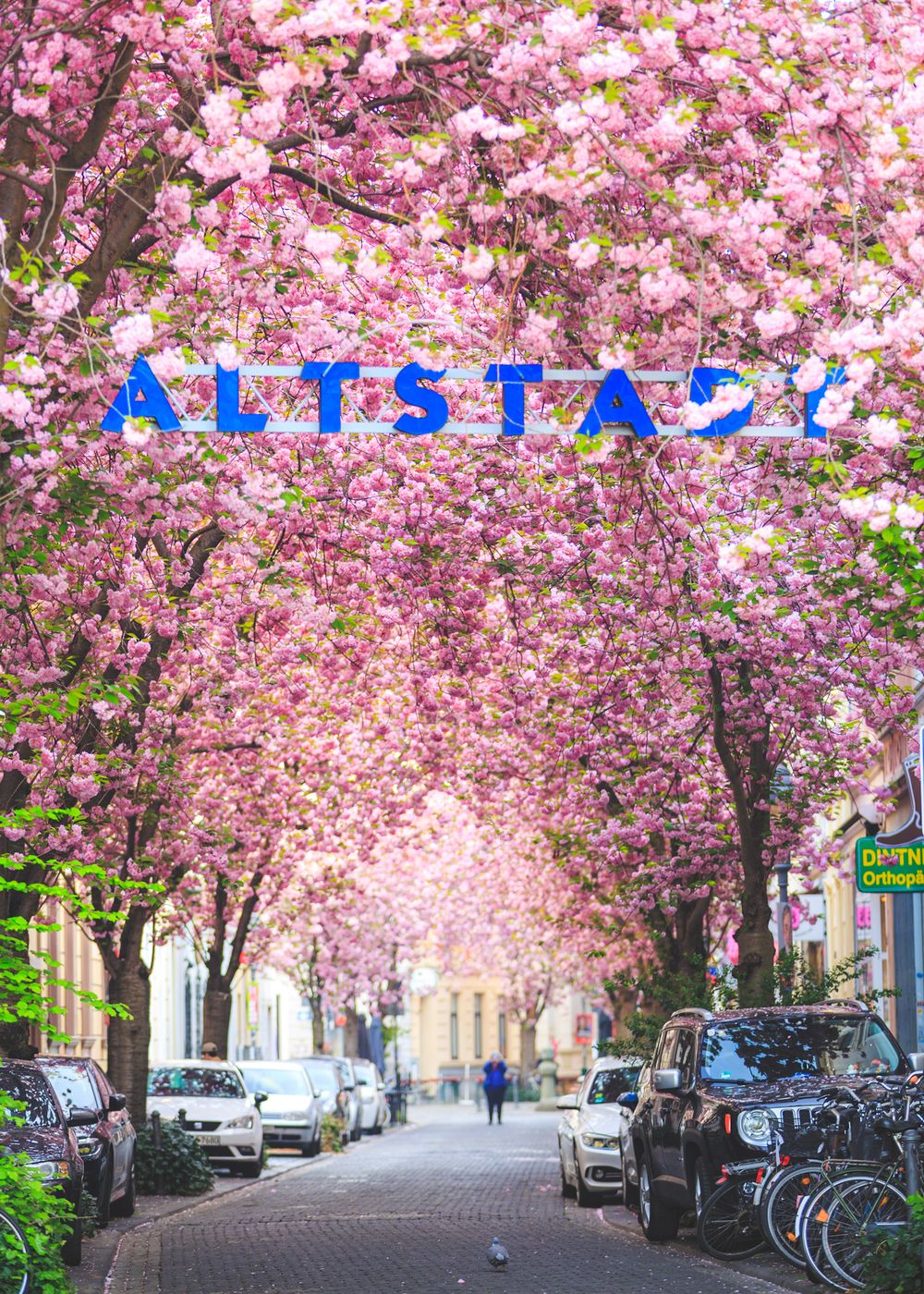 'Altstadt' cherry trees, Bonn, Germany