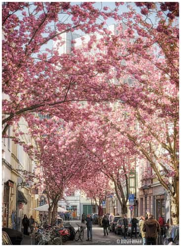 Beginning of cherry tree blooming period, Bonn