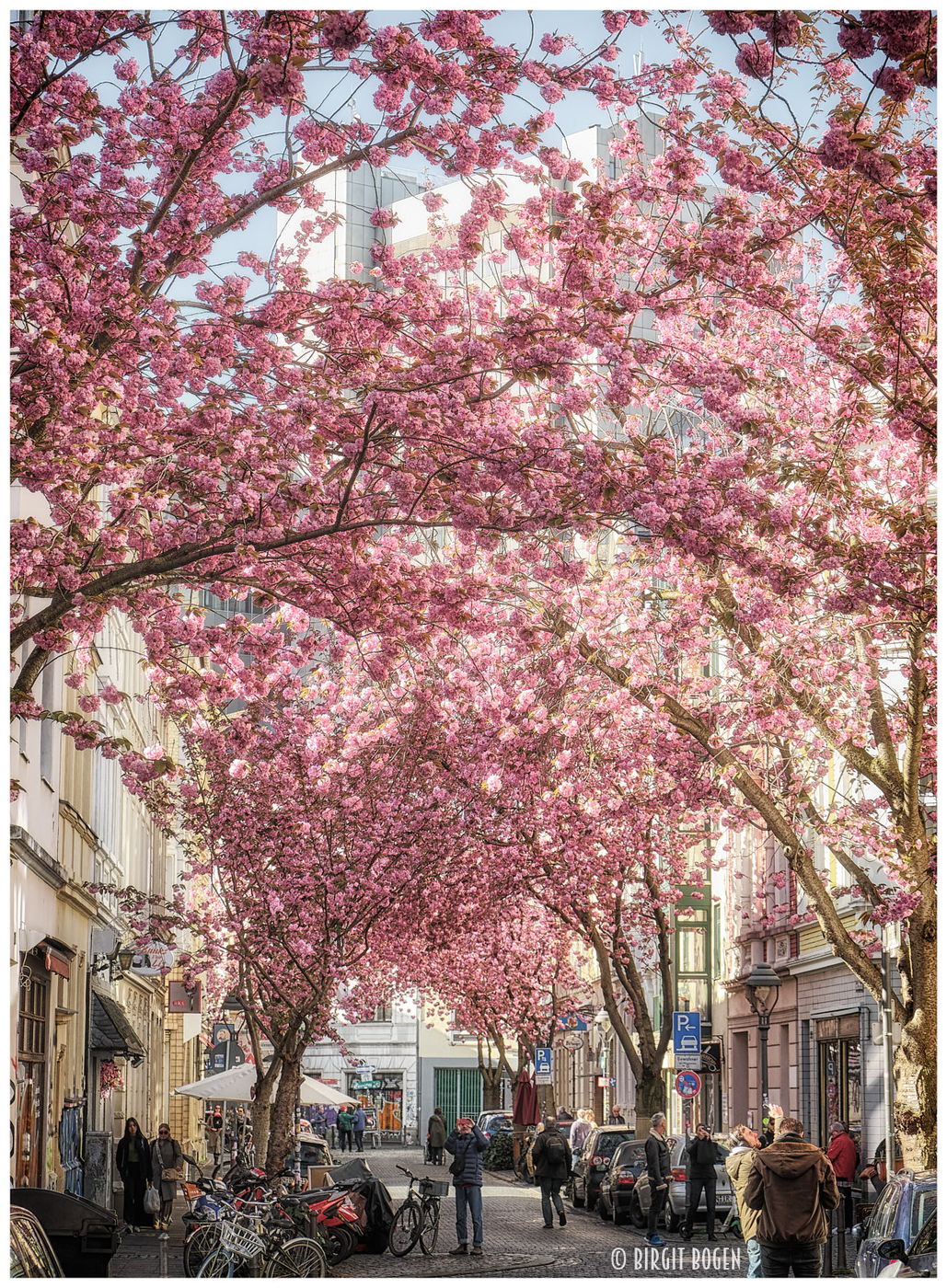 Beginning of cherry tree blooming period, Bonn, Germany