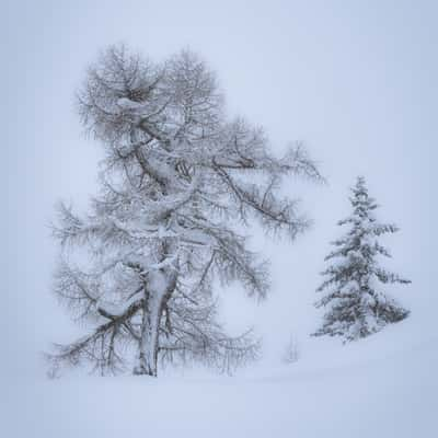 Big old Tree, Austria