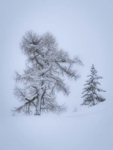 Big old Tree