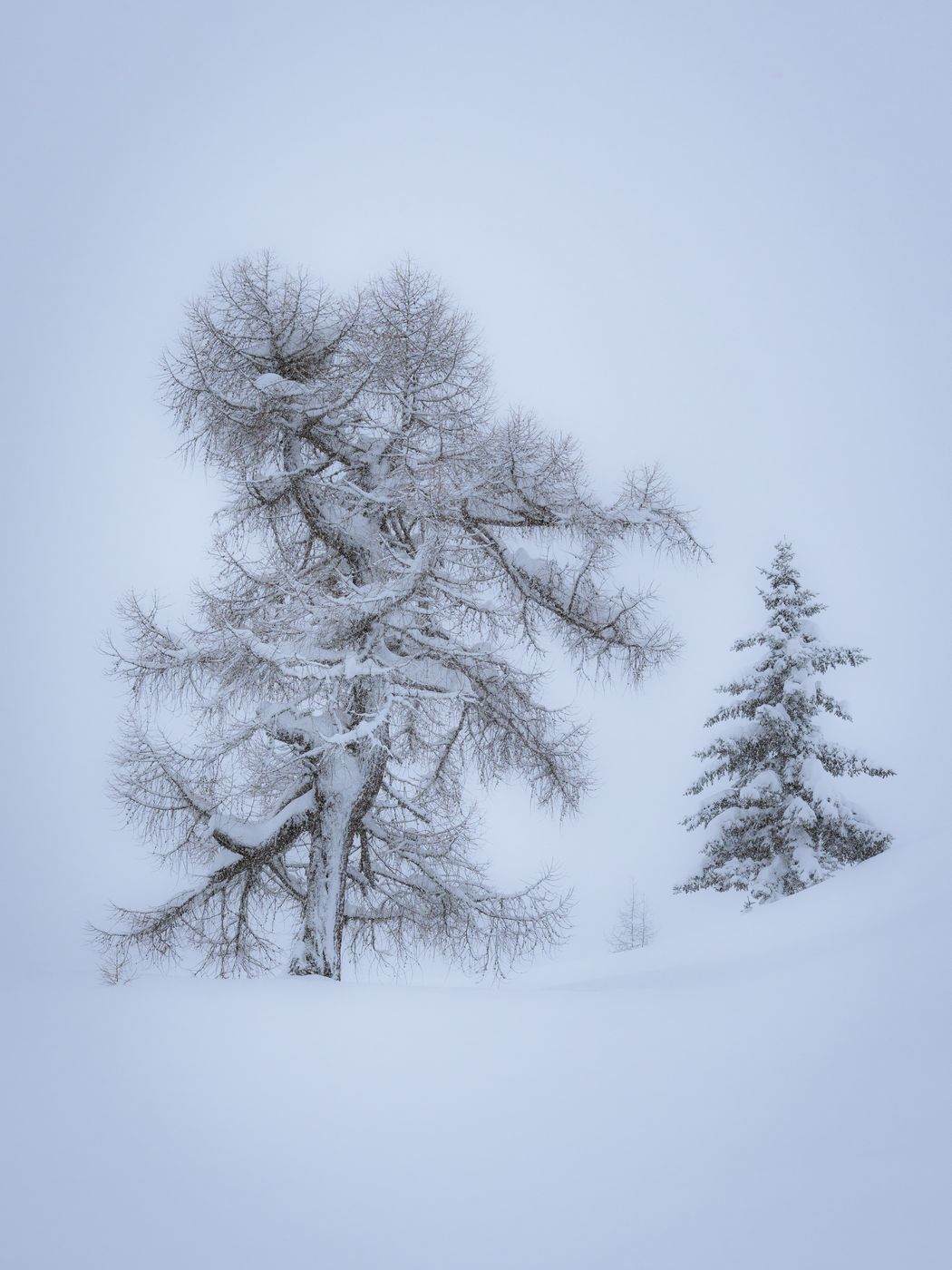 Big old Tree, Austria