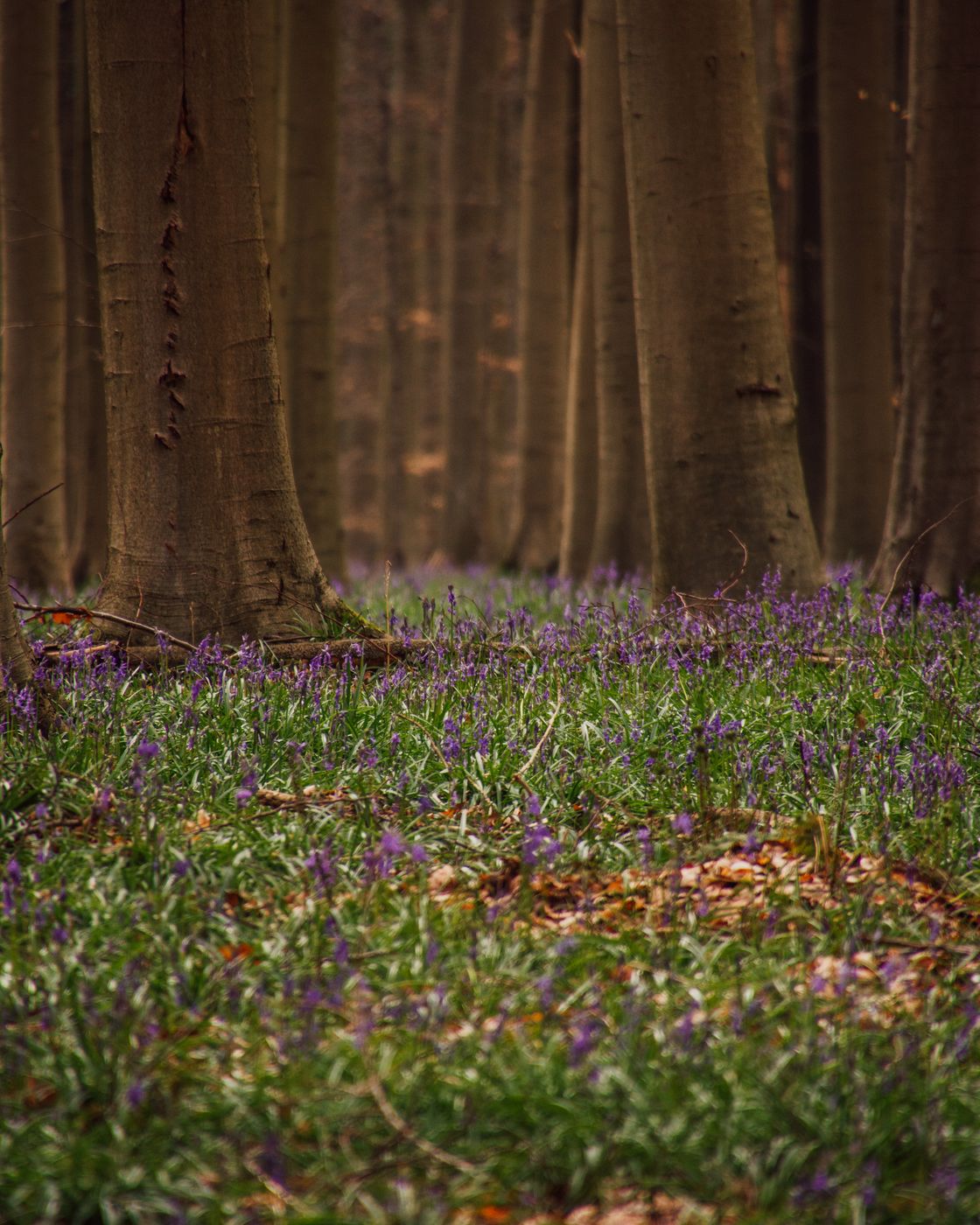 Bluebells in Hallerbos, Belgium