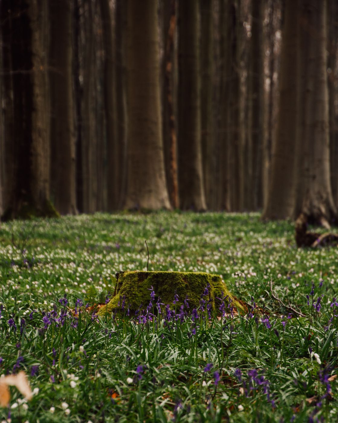 Bluebells in Hallerbos, Belgium