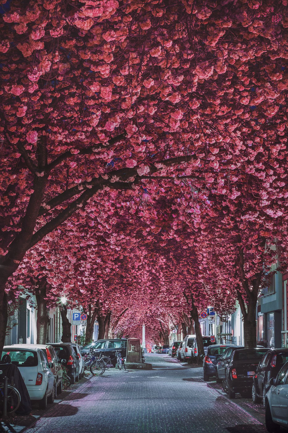Cherry trees at Heerstreet, Bonn, Germany