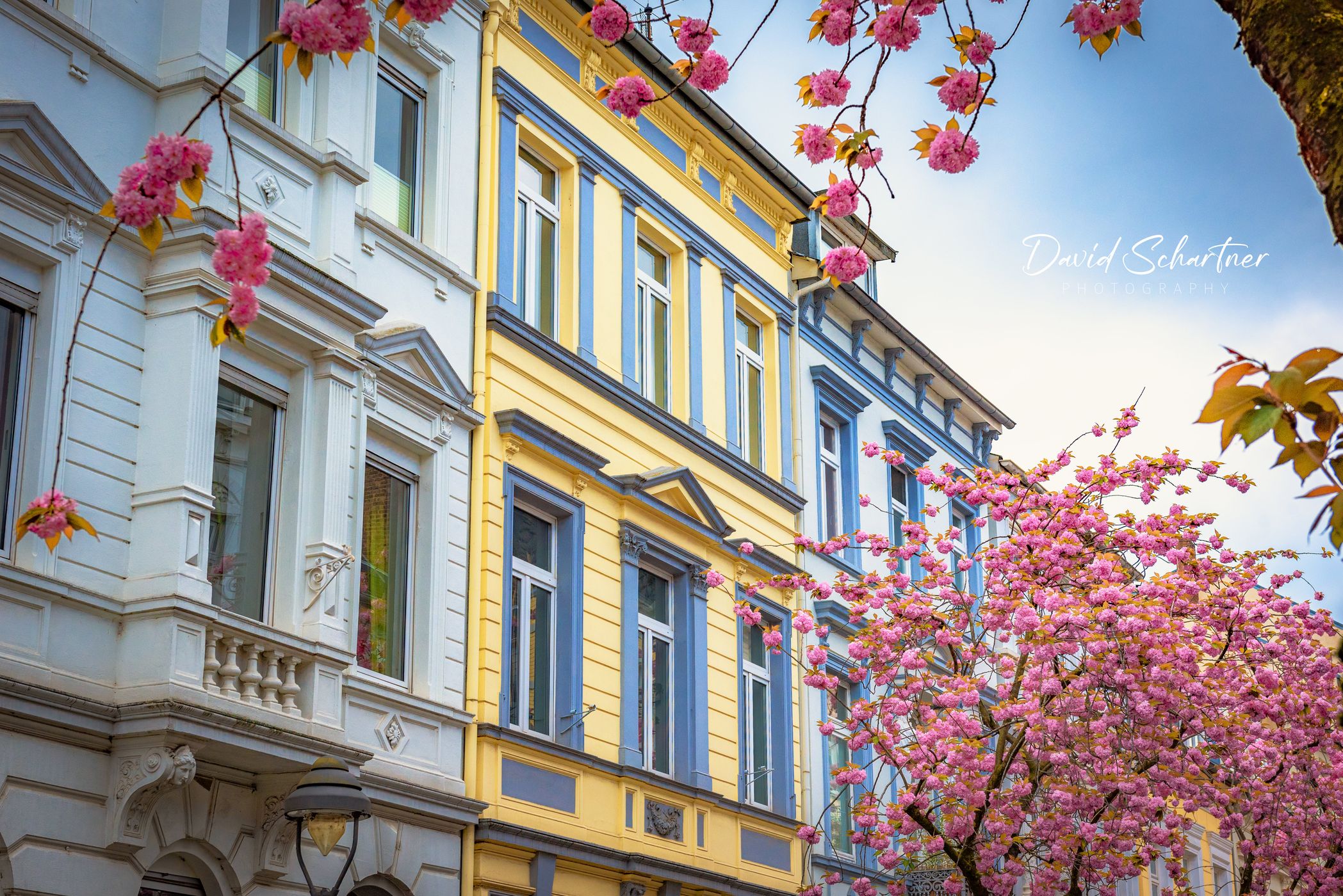 Cherry trees at Heerstreet, Bonn, Germany
