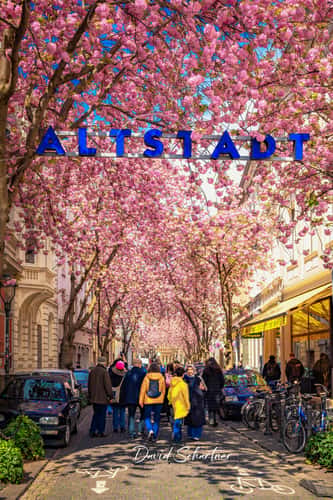 'Altstadt' cherry trees, Bonn