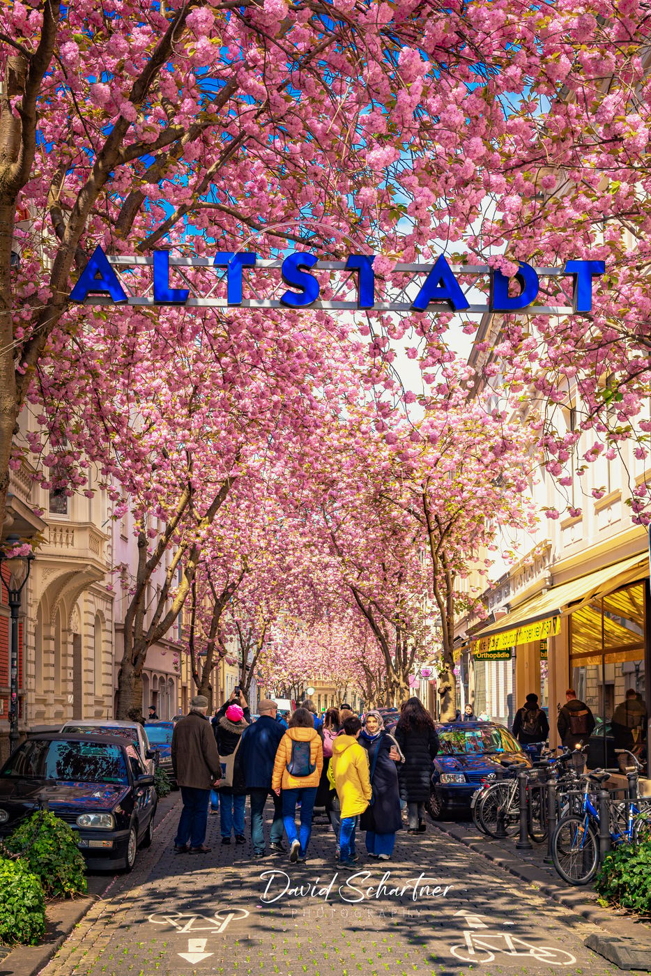 'Altstadt' cherry trees, Bonn, Germany