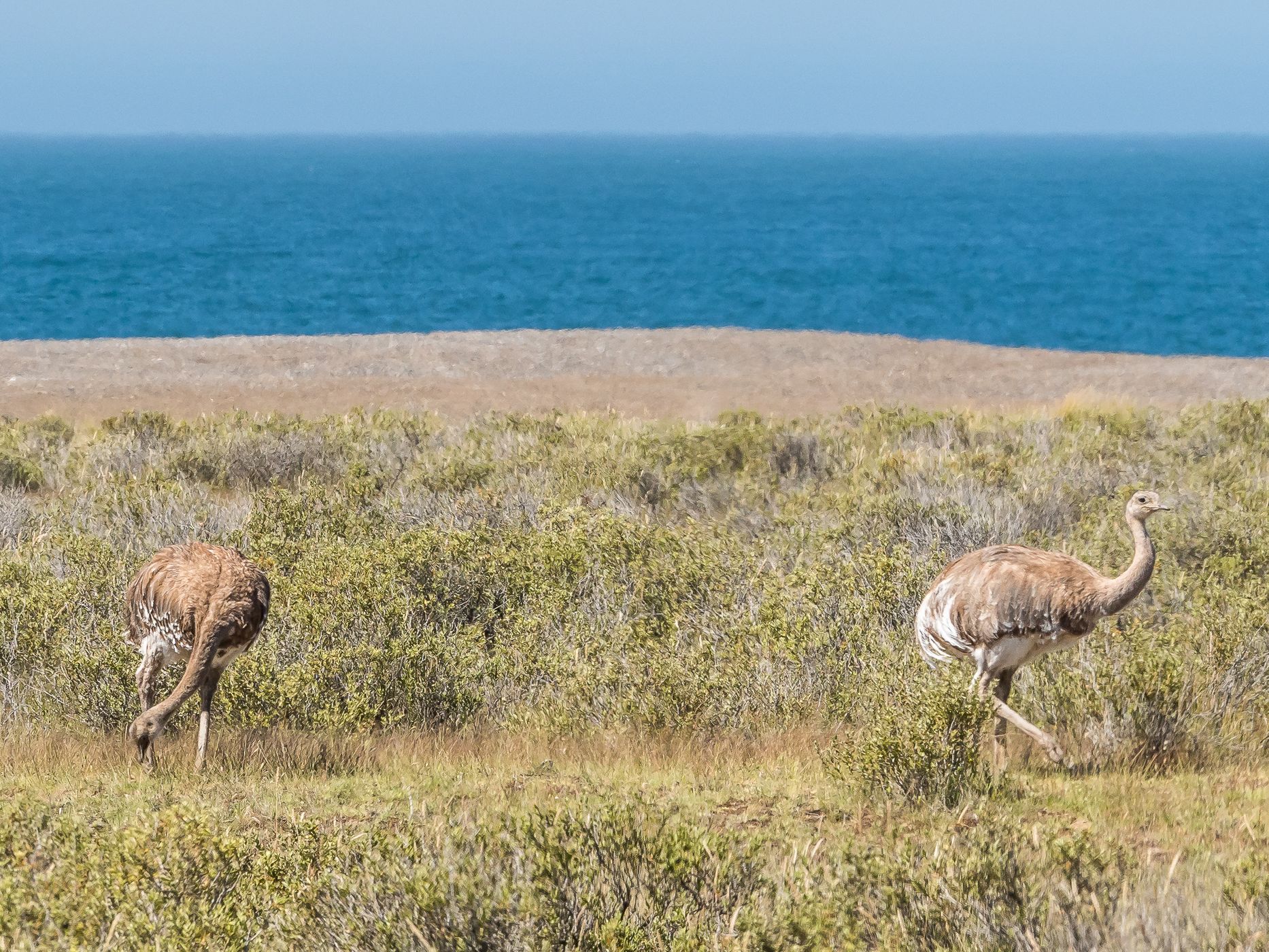Choyque on Valdés Peninsula, Argentina