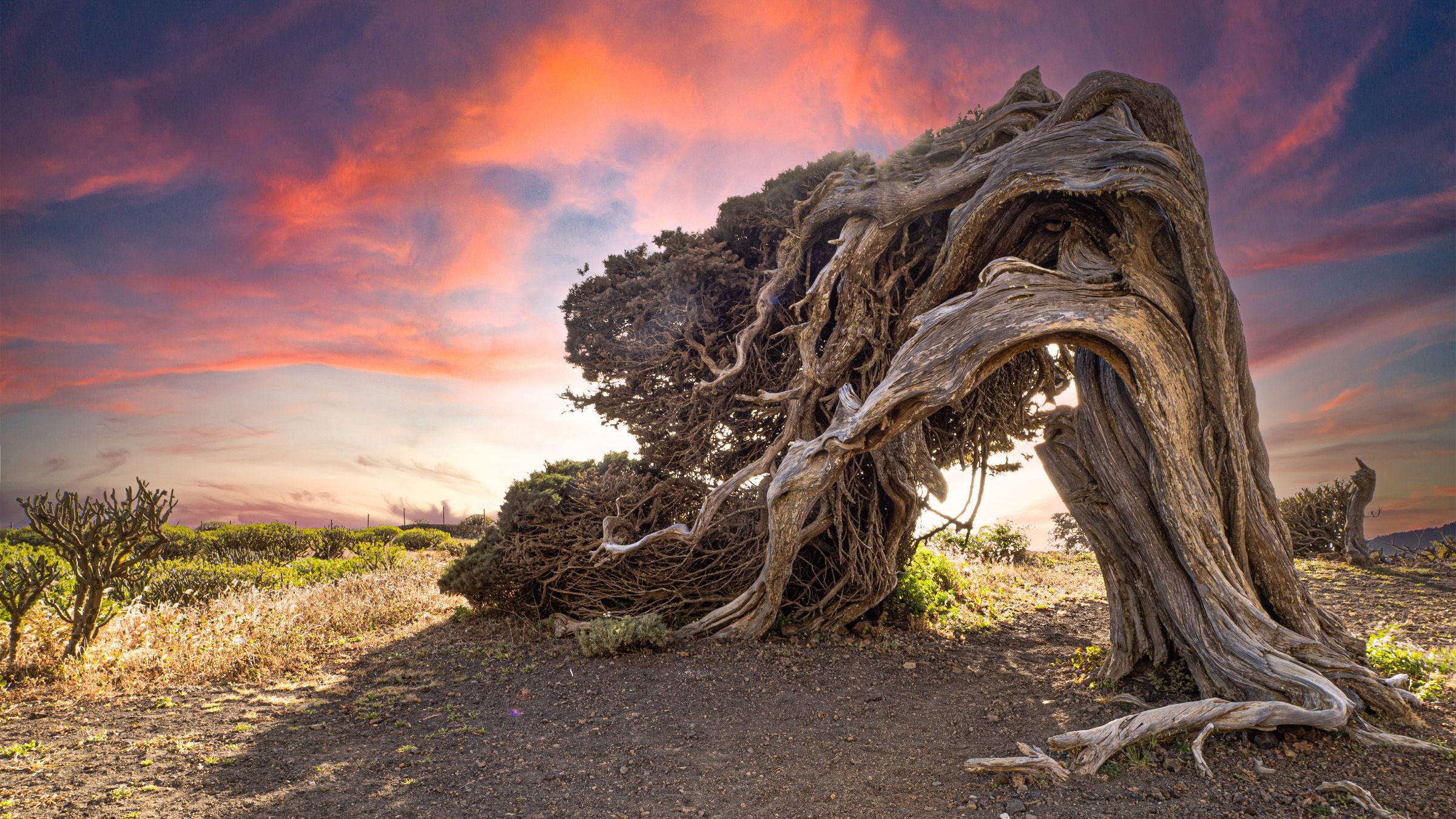El Hierro Juniper tree, Spain