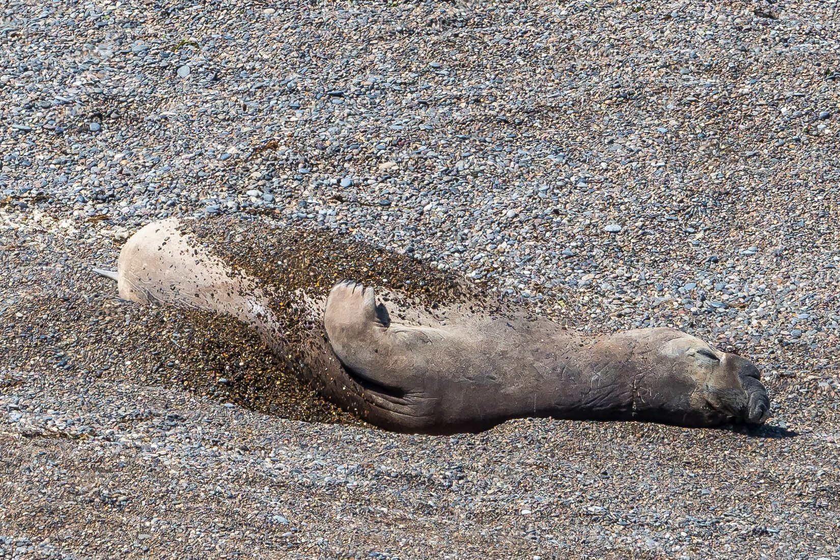 Elephant Seal Colony Viewing Area La Elvira, Argentina