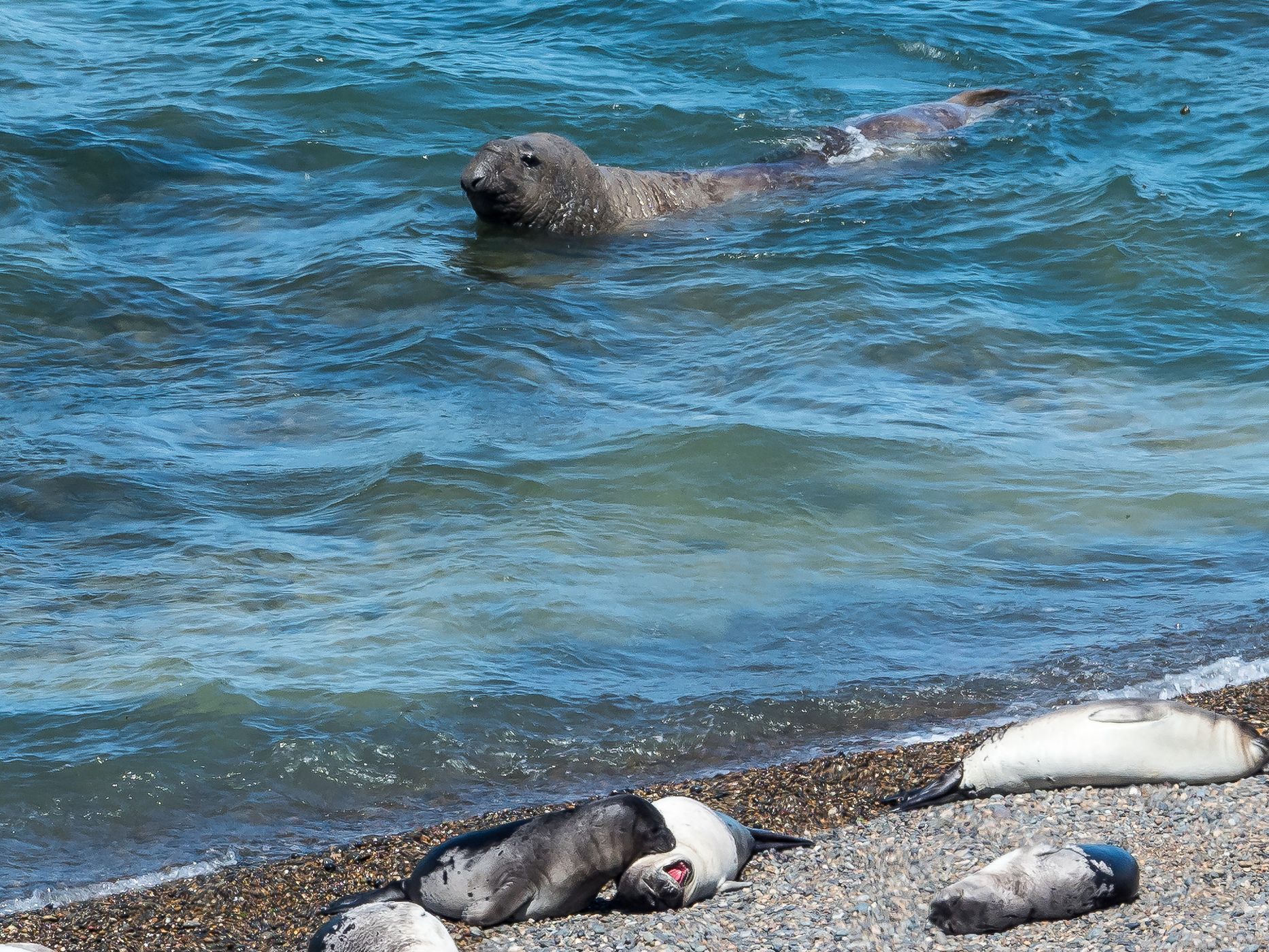 Elephant Seal Colony Viewing Area La Elvira, Argentina