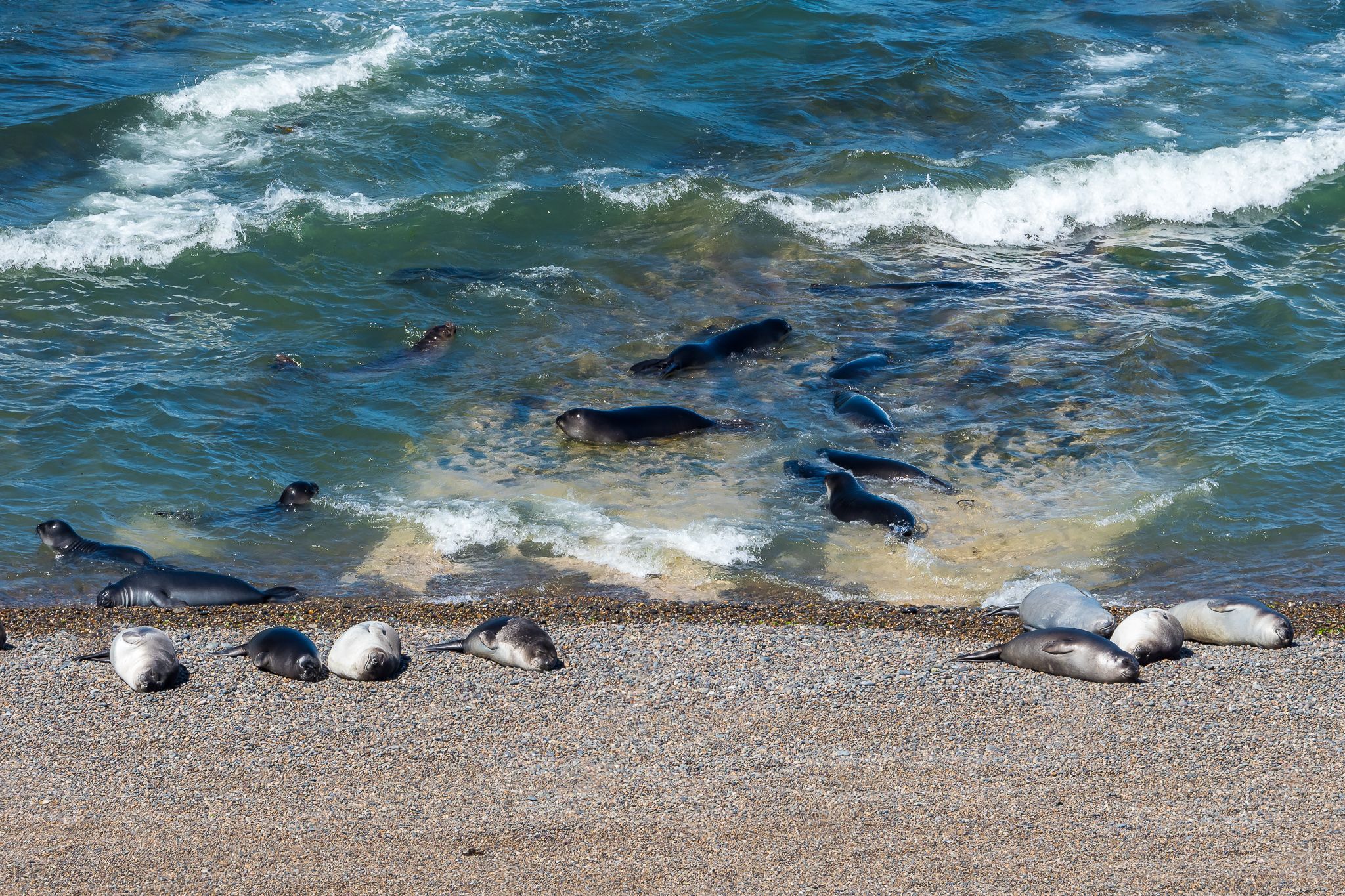 Elephant Seal Colony Viewing Area La Elvira, Argentina