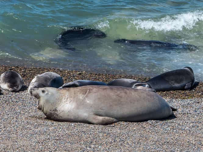 Elephant Seal Colony Viewing Area La Elvira