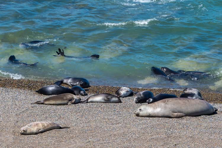 Elephant Seal Colony Viewing Area La Elvira