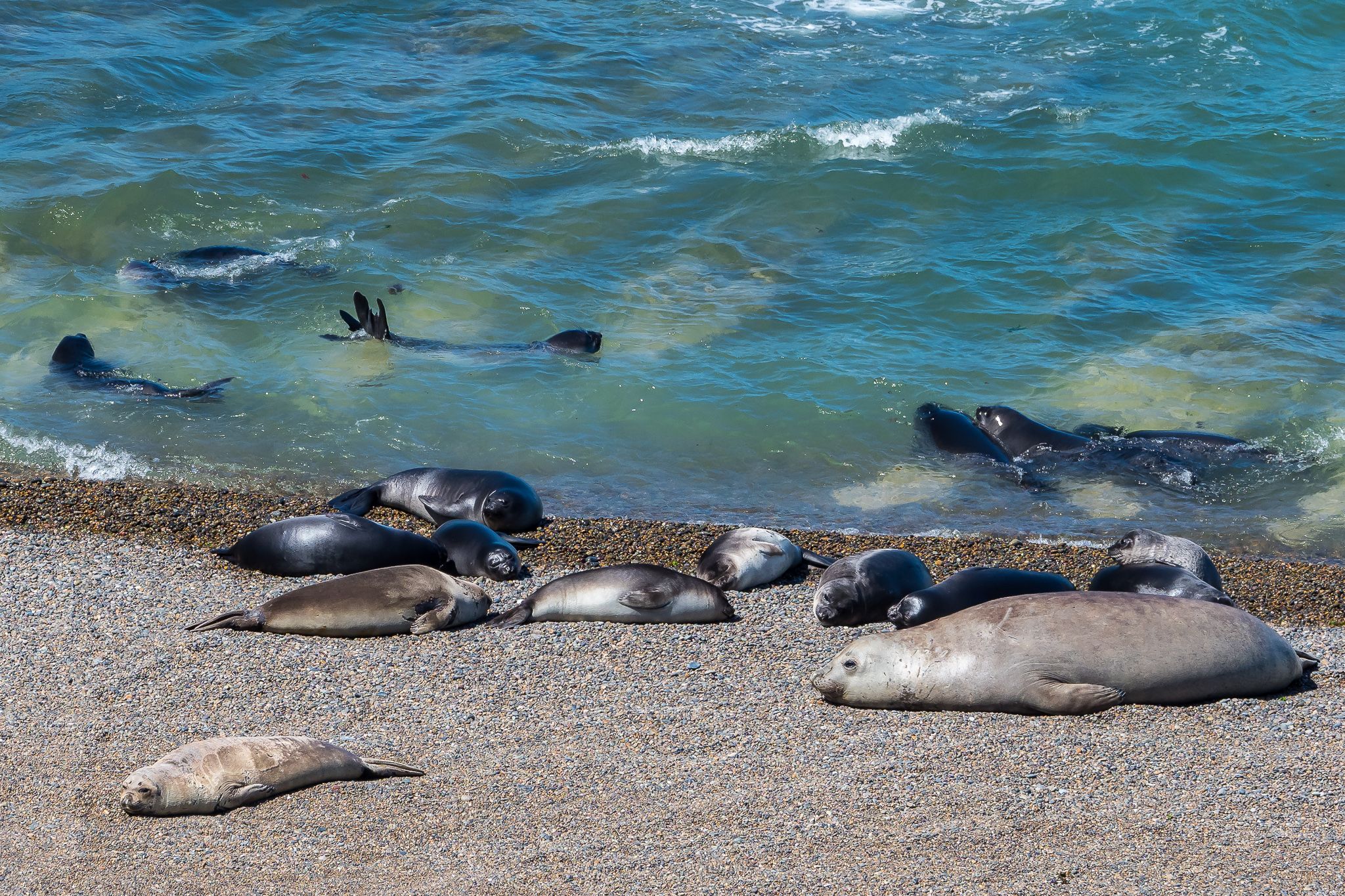 Elephant Seal Colony Viewing Area La Elvira, Argentina