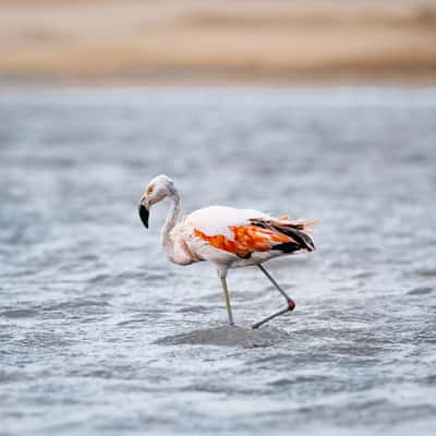 Flamingos at Laguna Supay, Paracas National Reserve, Peru