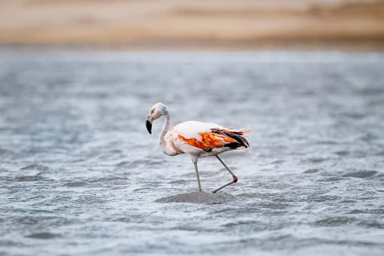 Flamingos at Laguna Supay, Paracas National Reserve