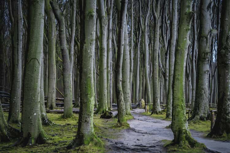 Gespensterwald near Nienhagen