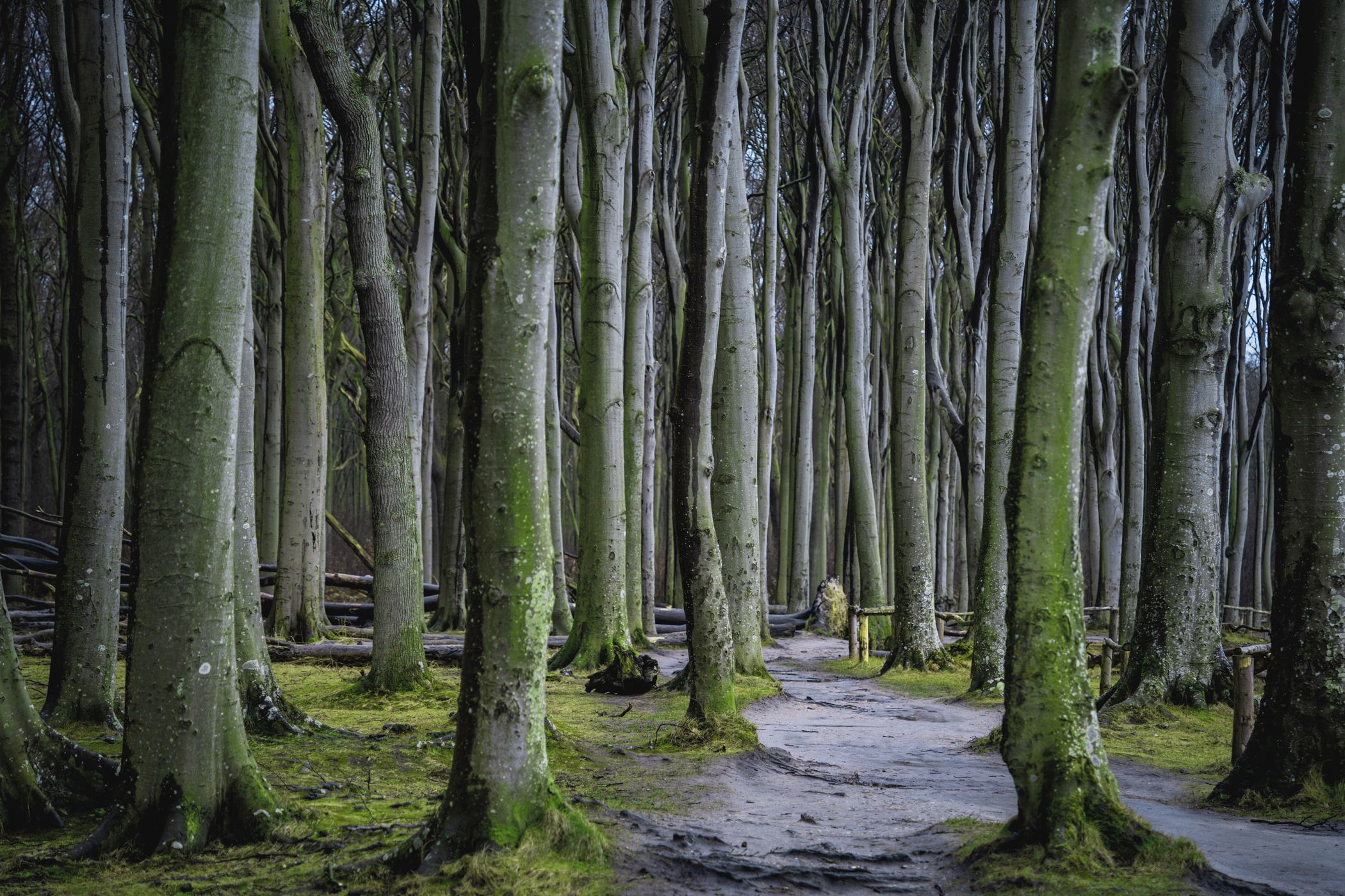 Gespensterwald near Nienhagen, Germany