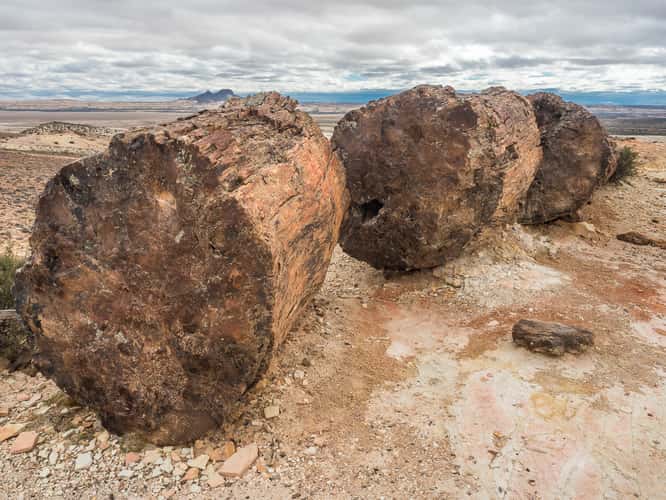 Jaramillo Petrified Forests National Park