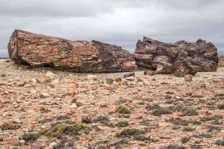 Jaramillo Petrified Forests National Park